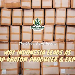 The Global Powerhouse: Why Indonesia Leads as the Top Kratom Producer & Exporter