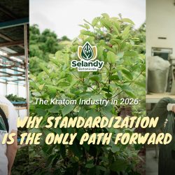 The Kratom Industry in 2026: Why Standardization is the Only Path Forward