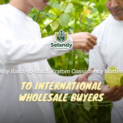 Why Batch-to-Batch Kratom Consistency Matters to International Wholesale Buyers
