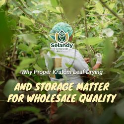 Why Proper Kratom Leaf Drying and Storage Matter for Wholesale Quality
