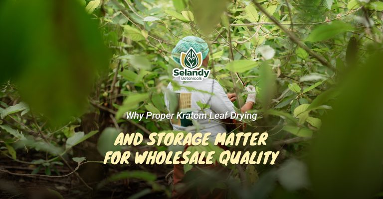 Why Proper Kratom Leaf Drying and Storage Matter for Wholesale Quality
